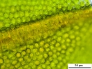 Syntrichia laevipila