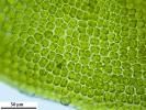 Syntrichia laevipila
