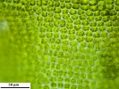 Syntrichia laevipila