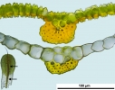 Syntrichia laevipila