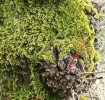 Syntrichia laevipila