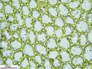 Solenostoma confertissimum