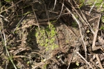 Fossombronia foveolata