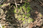 Fossombronia foveolata