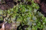 Fossombronia foveolata