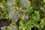 Fossombronia foveolata