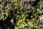 Fossombronia foveolata