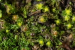 Fossombronia foveolata