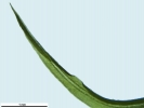 Tortella tortuosa var. fragilifolia