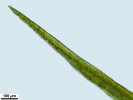 Tortella tortuosa var. fragilifolia