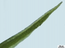 Tortella tortuosa var. fragilifolia