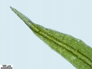Tortella tortuosa var. fragilifolia