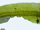 Tortella tortuosa var. fragilifolia
