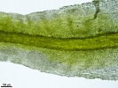 Tortella tortuosa var. fragilifolia