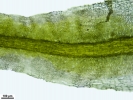 Tortella tortuosa var. fragilifolia