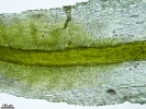 Tortella tortuosa var. fragilifolia