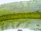 Tortella tortuosa var. fragilifolia