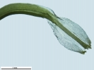 Tortella tortuosa var. fragilifolia