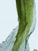 Tortella tortuosa var. fragilifolia