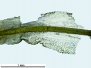 Tortella tortuosa var. fragilifolia