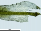 Tortella tortuosa var. fragilifolia