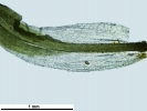 Tortella tortuosa var. fragilifolia