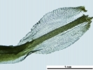 Tortella tortuosa var. fragilifolia