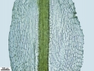 Tortella tortuosa var. fragilifolia