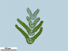 Tortella tortuosa var. fragilifolia