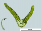 Tortella tortuosa var. fragilifolia