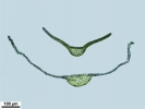 Tortella tortuosa var. fragilifolia