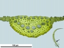 Tortella tortuosa var. fragilifolia