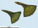 Rhynchostegium megapolitanum