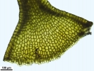 Rhynchostegium megapolitanum