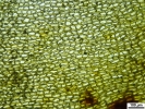 Rhynchostegium megapolitanum