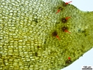 Rhynchostegium megapolitanum