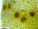 Rhynchostegium megapolitanum