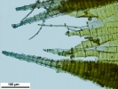 Rhynchostegium megapolitanum