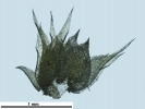 Rhynchostegium megapolitanum