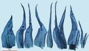 Rhynchostegium megapolitanum