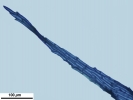 Rhynchostegium megapolitanum
