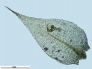 Rhynchostegium megapolitanum