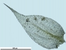 Rhynchostegium megapolitanum