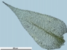 Rhynchostegium megapolitanum