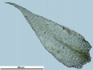 Rhynchostegium megapolitanum