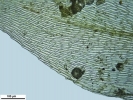 Rhynchostegium megapolitanum
