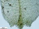 Rhynchostegium megapolitanum