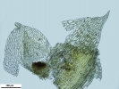 Rhynchostegium megapolitanum
