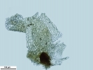 Rhynchostegium megapolitanum