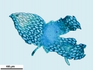 Rhynchostegium megapolitanum